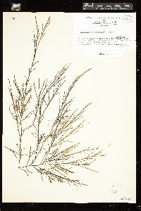 Desmarestia menziesii image