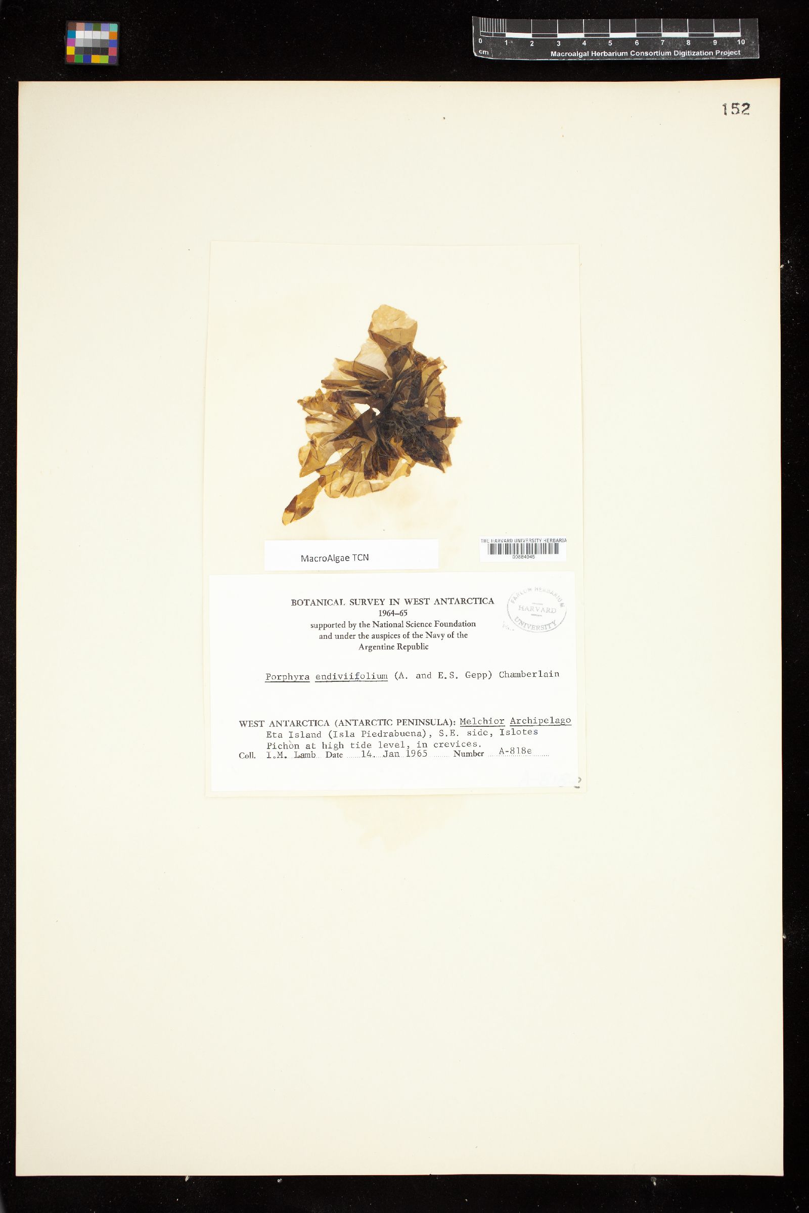 Pyropia endiviifolia image