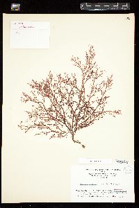 Trematocarpus antarcticus image