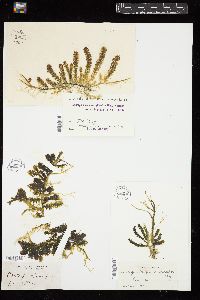 Caulerpa racemosa image