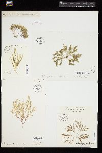 Cladophora pellucida image