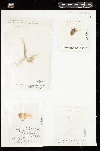 Spirogyra stictica image