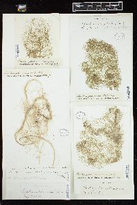 Chaetomorpha linum image