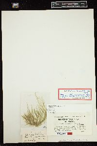 Cladophora flexuosa f. floridana image