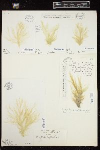 Cladophora crystallina image