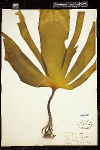 Laminaria digitata image