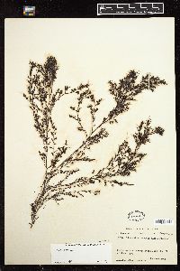 Odonthalia floccosa image