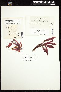 Ozophora clevelandii image