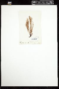 Polysiphonia arachnoidea image