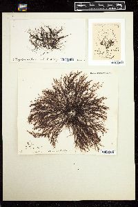 Polysiphonia breviarticulata image
