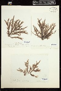 Polysiphonia derbesii image