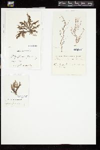 Polysiphonia flexella image