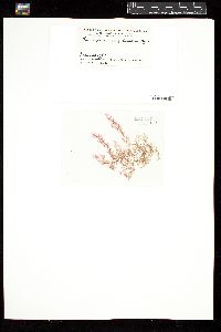 Pleonosporium complanatum image