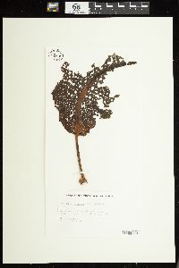 Agarum cribrosum image