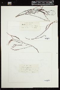 Chondracanthus serratus image