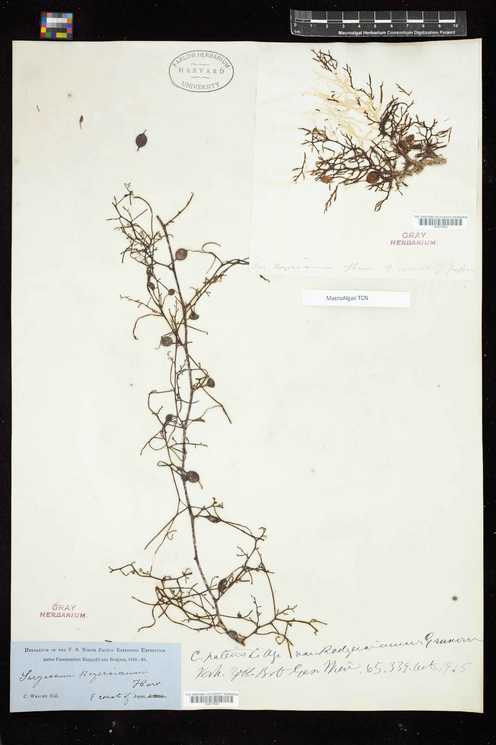 Sargassum patens var. rodgersianum image