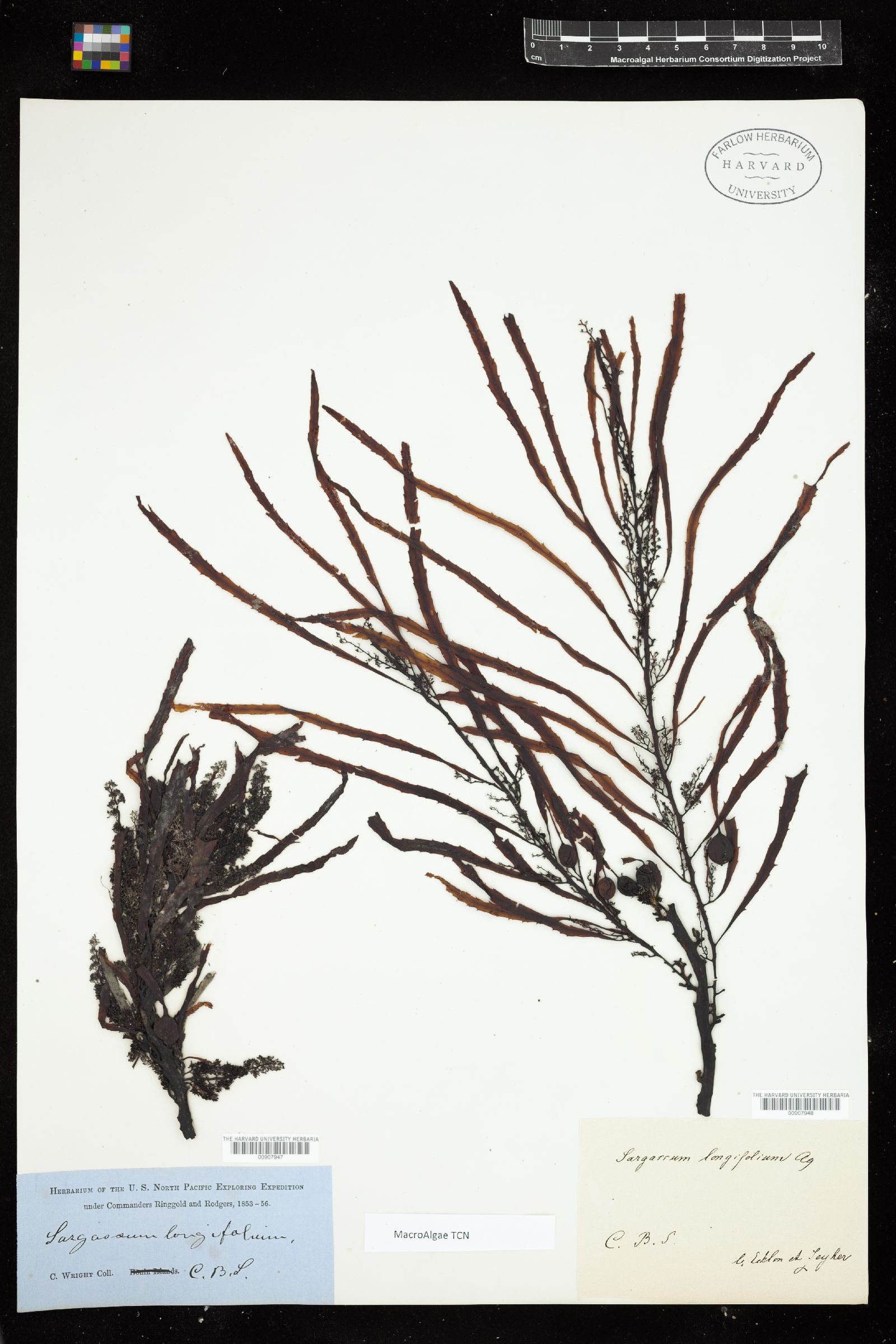 Sargassum longifolius image