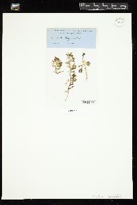 Caulerpa freycinetii image