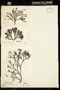 Fucus fastigiatus image