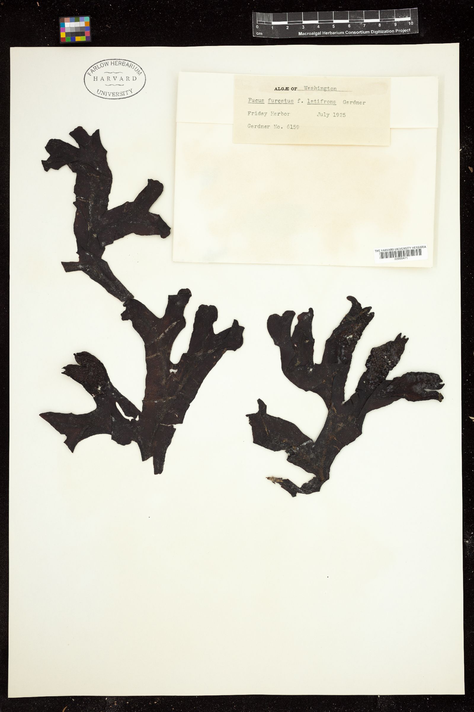 Fucus furcatus f. latifrons image
