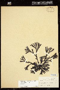 Fucus distichus image