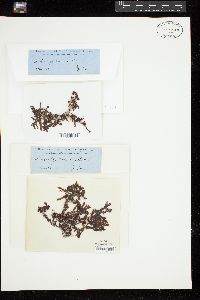Gelidium japonicum image