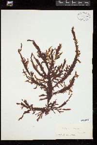 Gelidium vittatum image