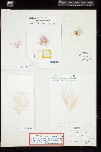 Platysiphonia clevelandii image
