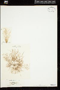 Sphondylothamnion multifidum image