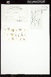 Spyridia aculeata image