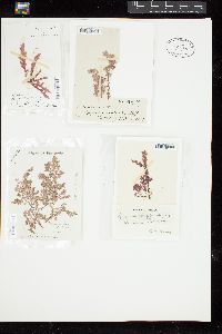 Spyridia hypnoides subsp. complanata image