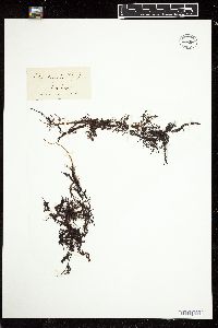 Polysiphonia virgata image
