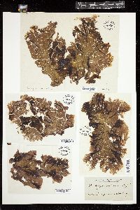 Porphyra capensis image