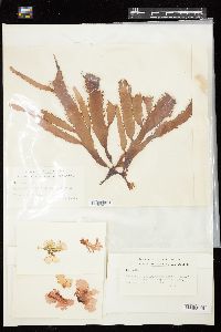 Rhizopogonia asperata image