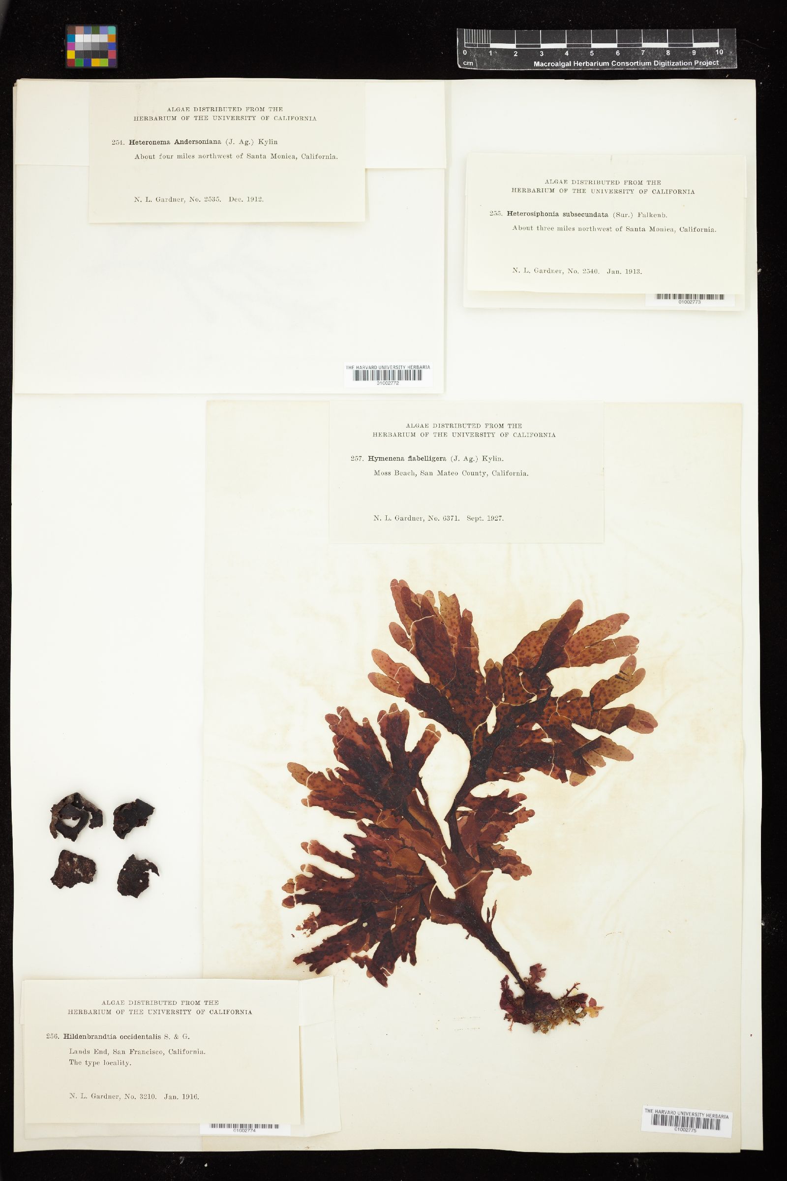 Hildenbrandia occidentalis image
