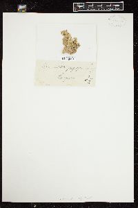 Halimeda papyracea image