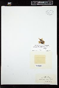 Womersleya monanthos image