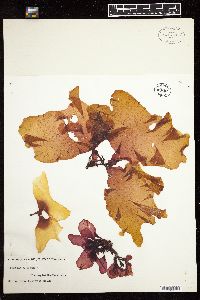 Rhodoglossum pulchrum image