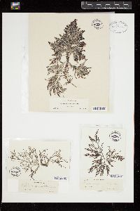 Laurencia paniculata image