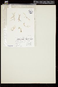 Laurencia paniculata image