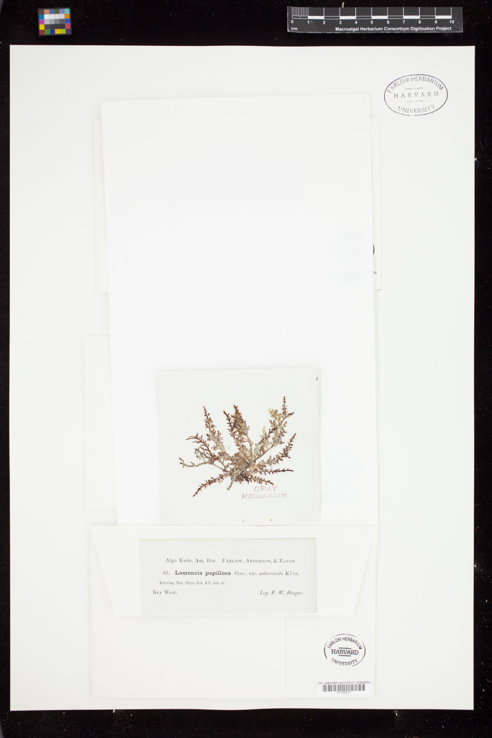 Laurencia papillosa var. subsecunda image