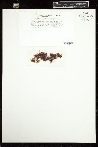 Polysiphonia macrocarpa image