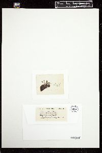 Polysiphonia rudis image