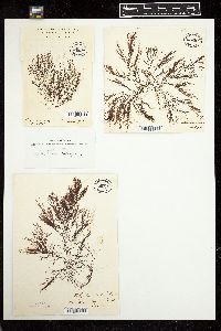 Polysiphonia subulifera image