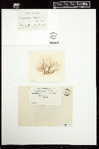 Polysiphonia tongatensis image