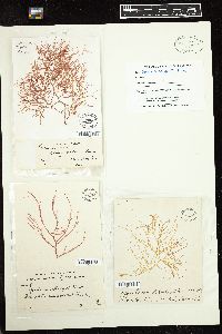 Gracilaria blodgettii image