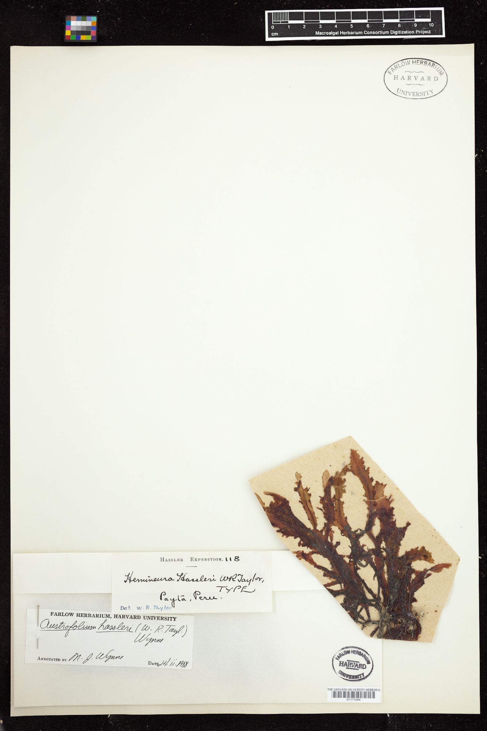 Austrofolium hassleri image