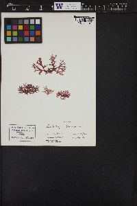 Callophyllis flabellulata image