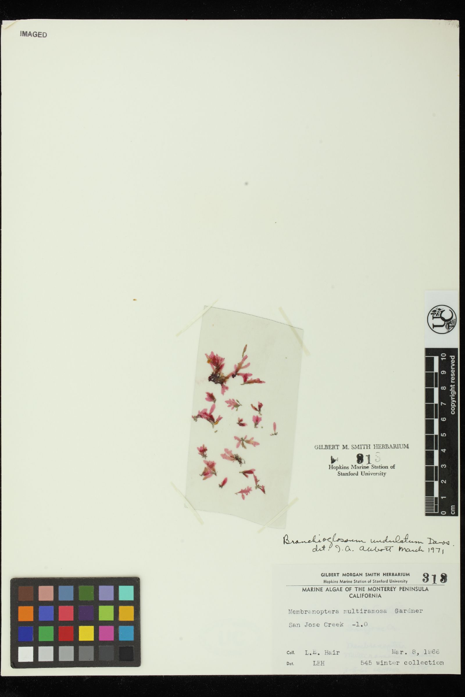 Branchioglossum undulatum image