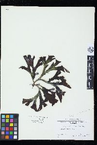 Spongonema tomentosum image